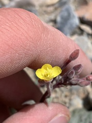 Chylismia scapoidea utahensis