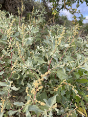 Atriplex barclayana