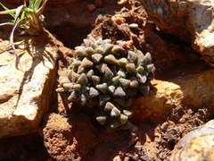 Anacampseros filamentosa
