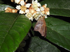 Aguna asander asander