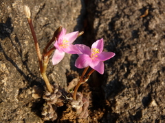 Anacampseros subnuda subnuda