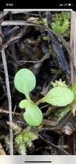 Houstonia procumbens