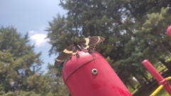 Papilio garamas