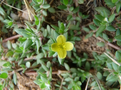 Portulaca quadrifida