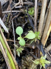 Houstonia procumbens