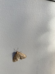 Operophtera bruceata