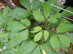 Crateva adansonii formosensis