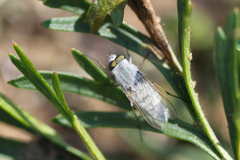 Acrosathe annulata