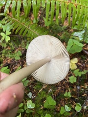 Amanita pachycolea