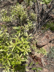 Euclea natalensis angustifolia