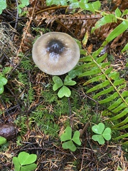 Amanita pachycolea