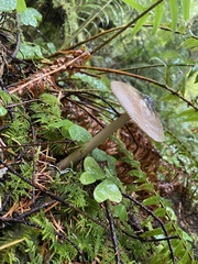 Amanita pachycolea