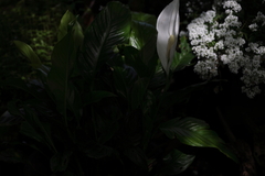 Spathiphyllum
