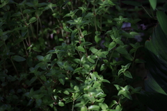 Crassula