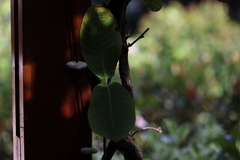 Mandevilla
