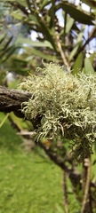 Ramalina celastri