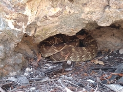 Crotalus molossus nigrescens