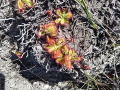 Drosera esterhuyseniae