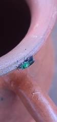 Chrysis lincea