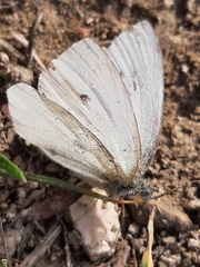 Pierinae