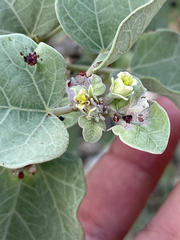 Jatropha canescens