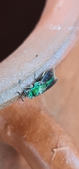 Chrysis lincea