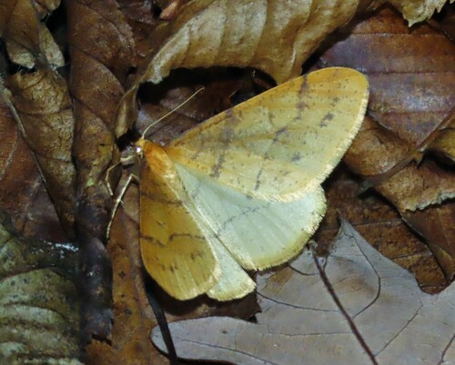 Scarce Umber Moth, photo 2 of 10