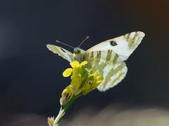 Euchloe belemia