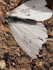 Pierinae