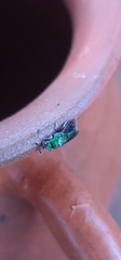 Chrysis lincea