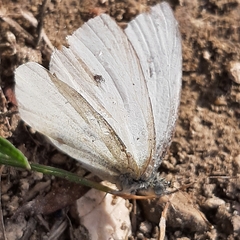 Pierinae