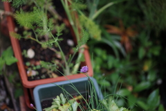 Allium schoenoprasum