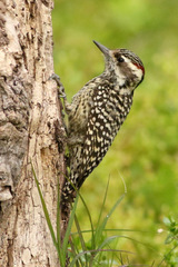 Checkered Woodpecker photo 2