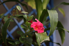 Mandevilla sanderi