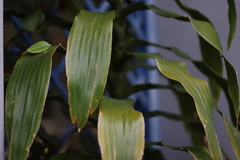 Cordyline petiolaris