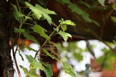 Vitis vinifera