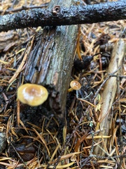Heimiomyces fulvipes