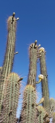 Trichocereus chiloensis