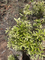 Euclea natalensis angustifolia