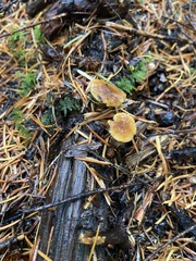 Heimiomyces fulvipes