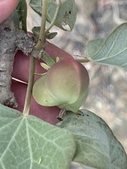 Jatropha canescens