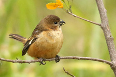 Rusty-Collared Seedeater photo 2