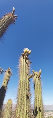 Trichocereus chiloensis