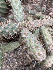 Opuntia fuliginosa