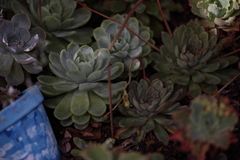 Echeveria elegans
