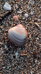 Austrovenus stutchburyi