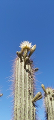 Trichocereus chiloensis