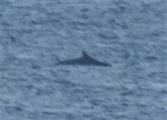 Balaenoptera acutorostrata