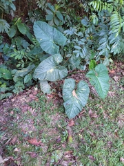 Xanthosoma
