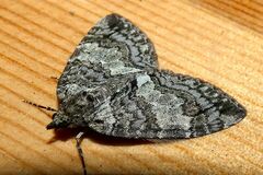 Hydriomena impluviata